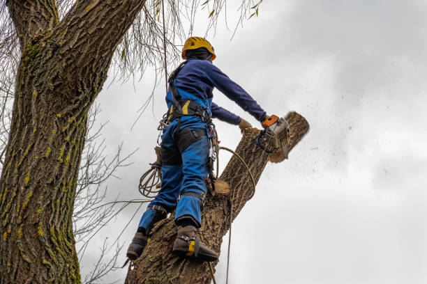 How Our Tree Care Process Works  in  Clyde, NY